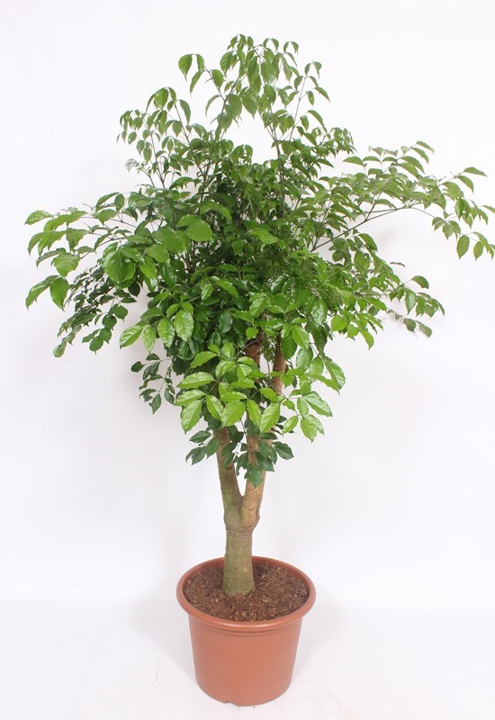 Heteropanax chinensis