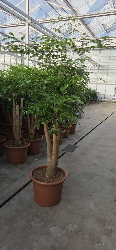 Heteropanax chinensis