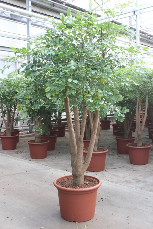 Heteropanax chinensis