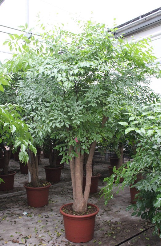 Heteropanax chinensis