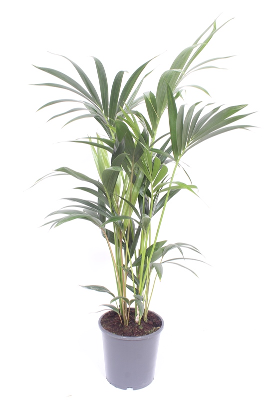 Kentia (Howea forsteriana)