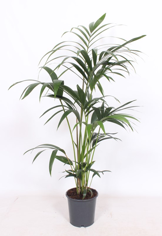 Kentia (Howea forsteriana)