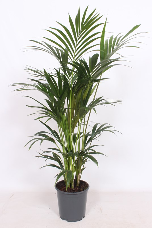 Kentia (Howea forsteriana)