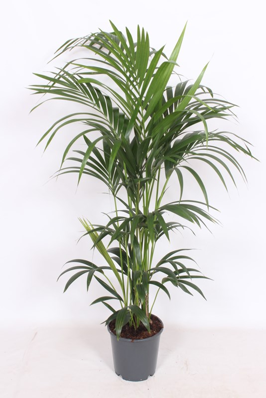 Kentia (Howea forsteriana)