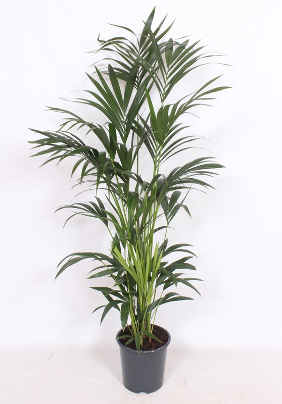 Kentia (Howea forsteriana)