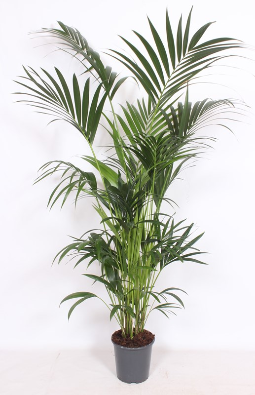 Kentia (Howea forsteriana)