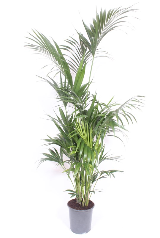 Kentia (Howea forsteriana)