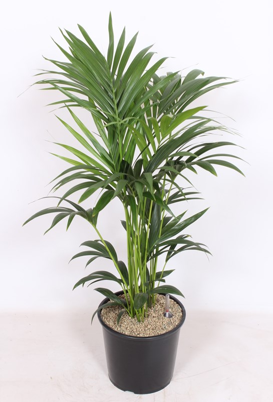 Kentia (Howea forsteriana)