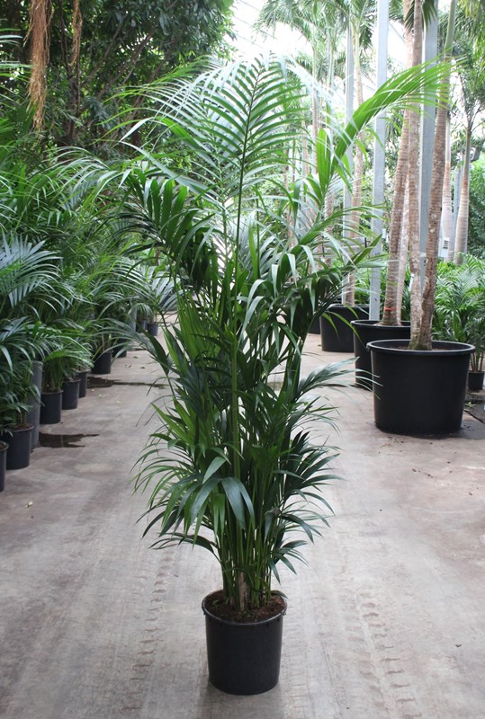 Kentia (Howea forsteriana)