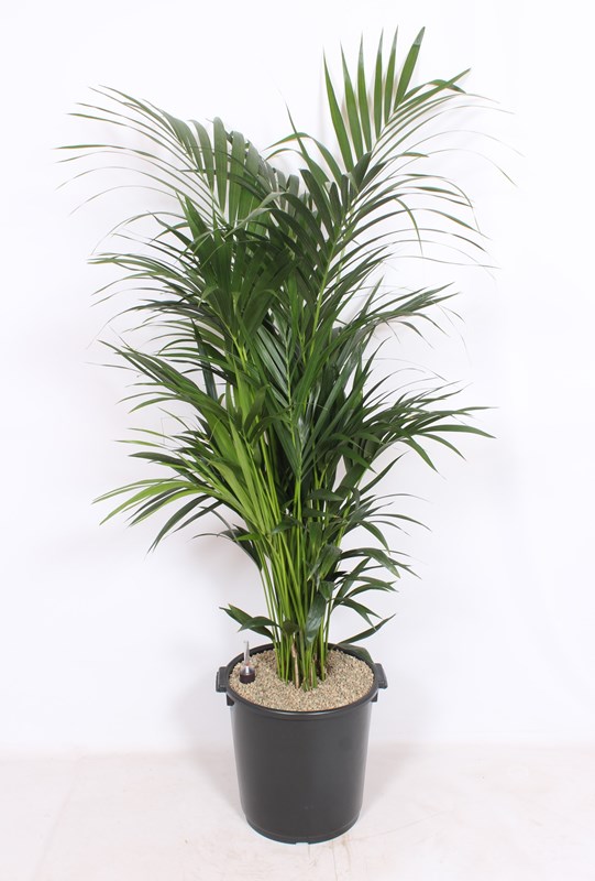 Kentia (Howea forsteriana)