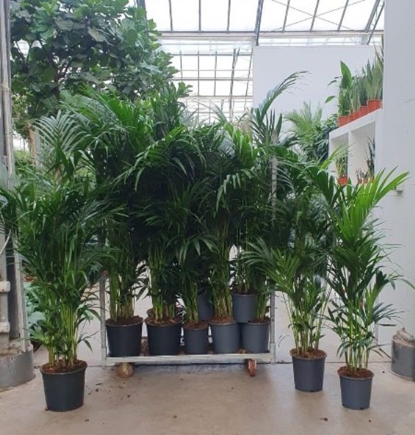 Kentia (Howea forsteriana) mixkar