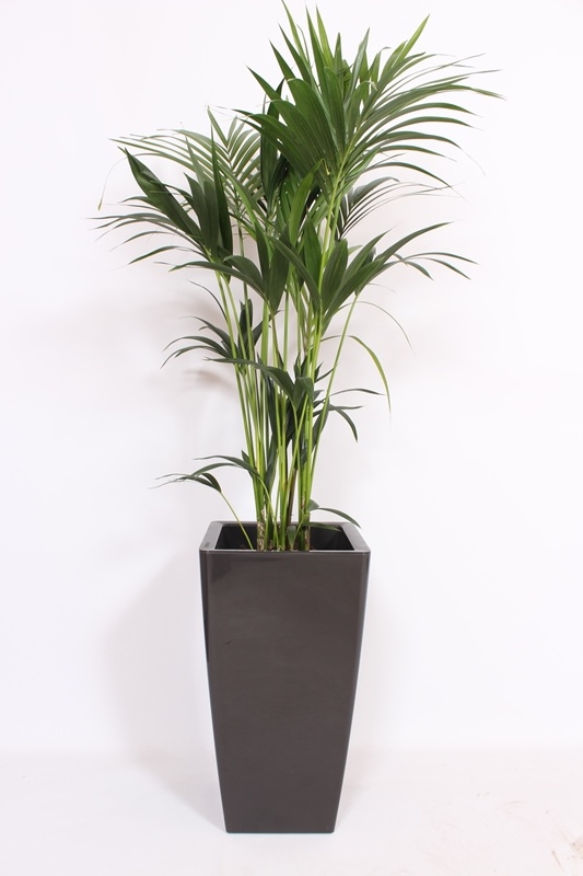 Kentia (Howea forsteriana)