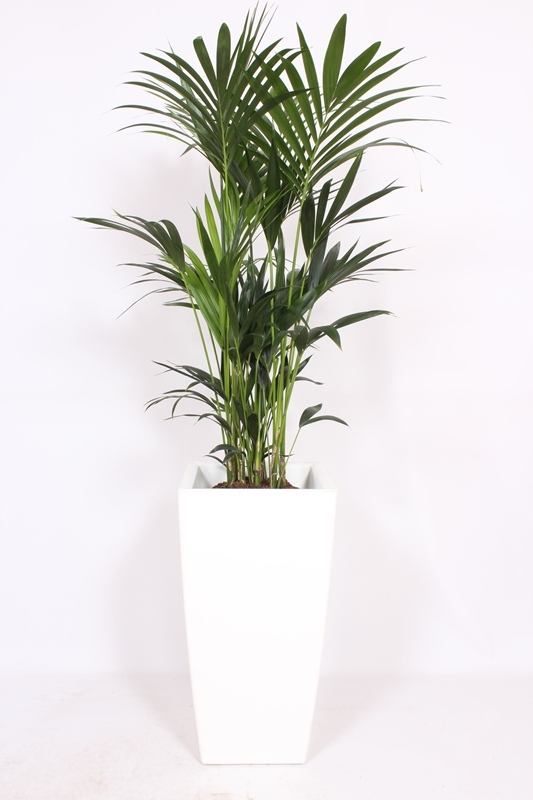Kentia (Howea forsteriana)