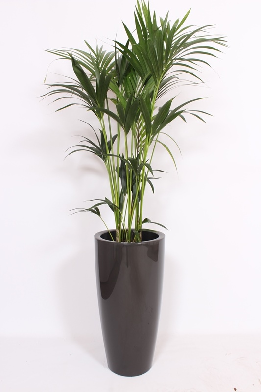 Kentia (Howea forsteriana)
