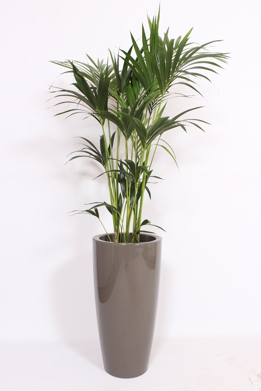 Kentia (Howea forsteriana)