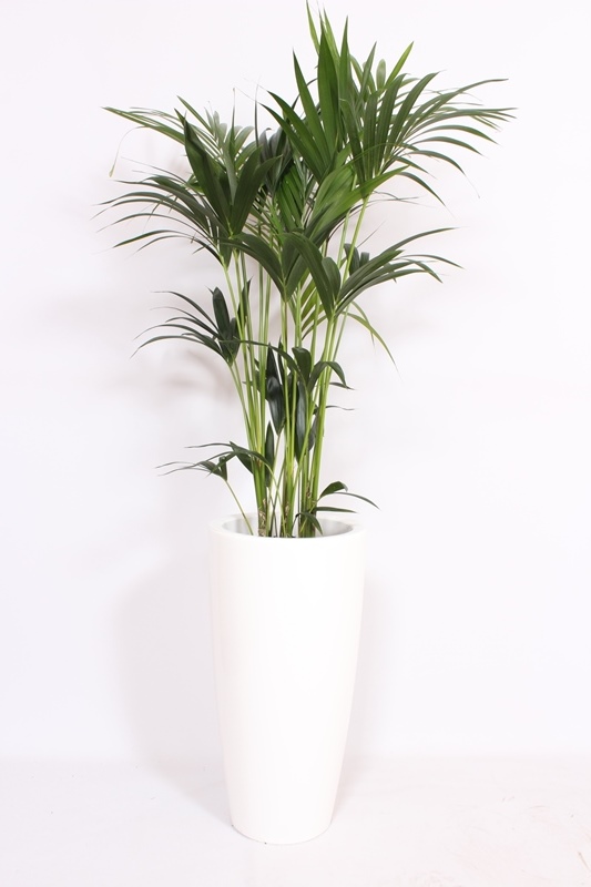 Kentia (Howea forsteriana)