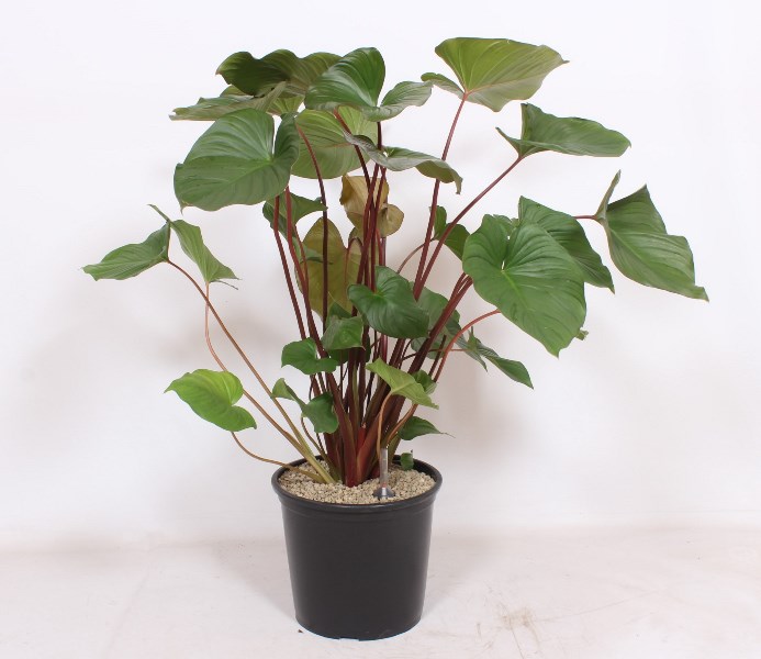 Homalomena rubescens Maggy