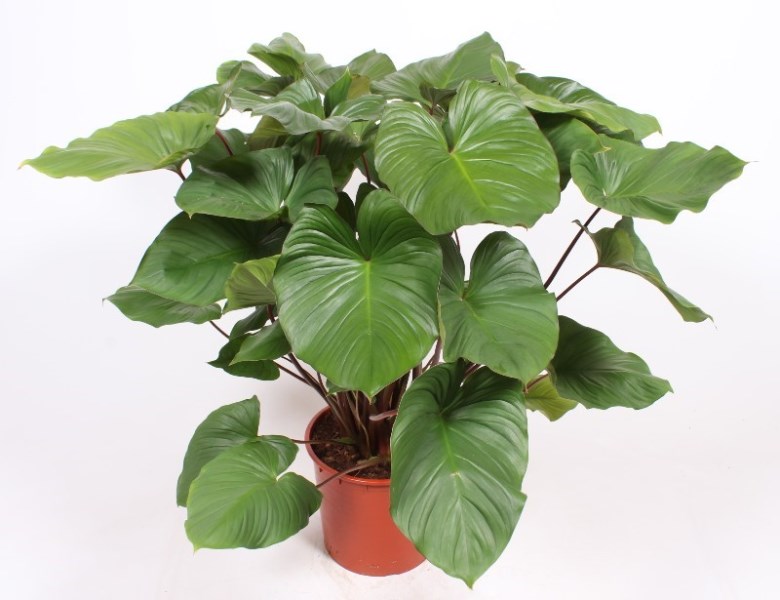 Homalomena rubescens Maggy