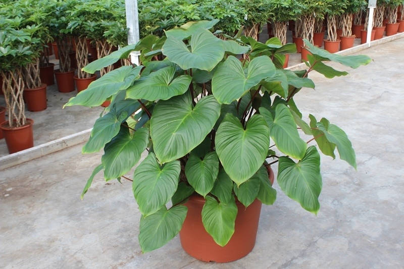 Homalomena rubescens Maggy