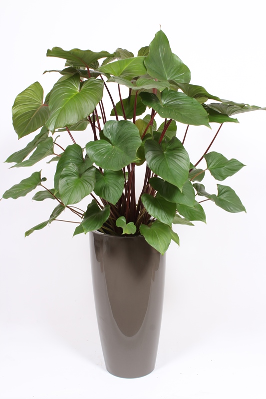 Homalomena rubescens Maggy