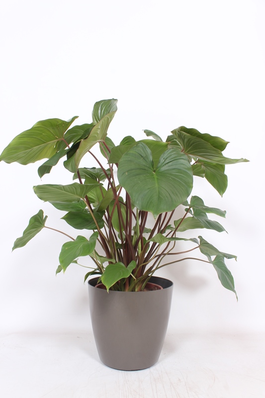 Homalomena rubescens Maggy