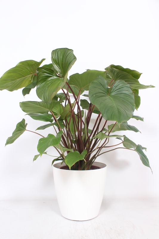 Homalomena rubescens Maggy