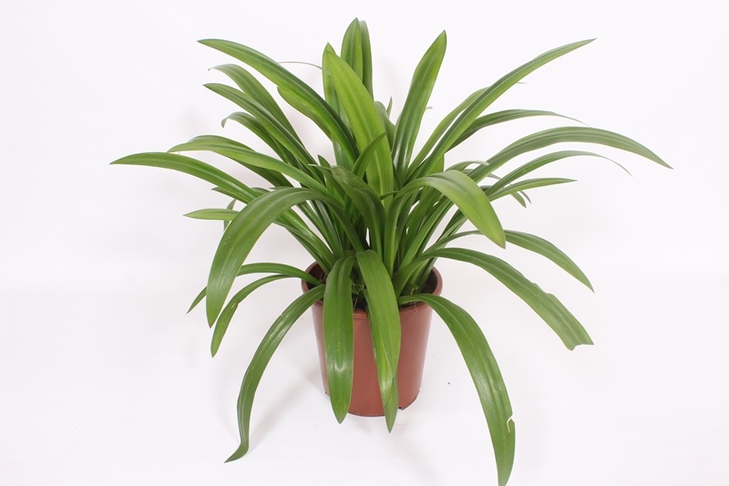 Hymenocallis speciosa
