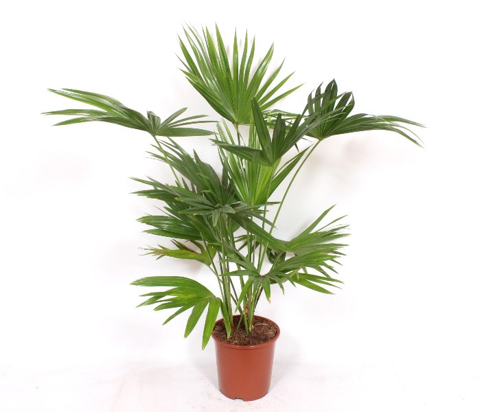Livistona chinensis