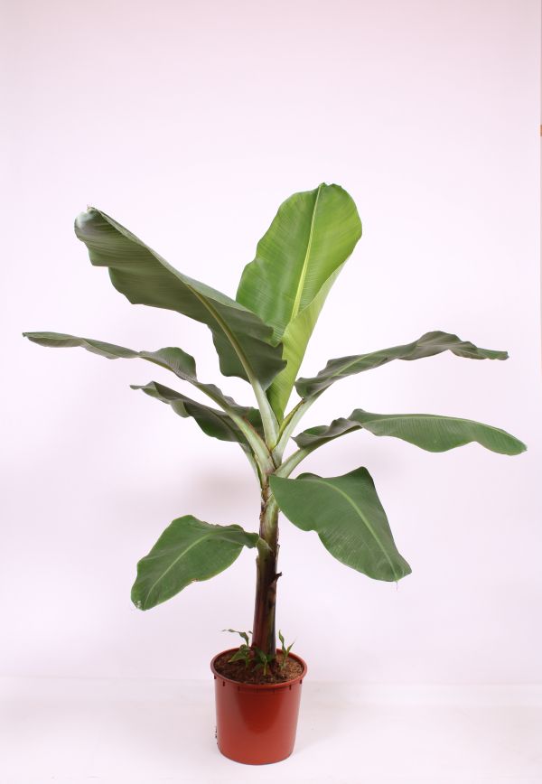 Musa