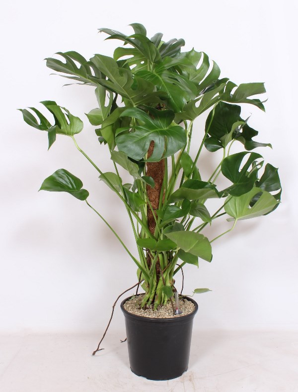 Monstera deliciosa