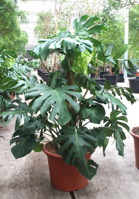 Monstera deliciosa