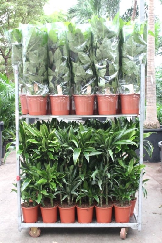 Mixkar Dracaena 60-30-15 en Schefflera Amate