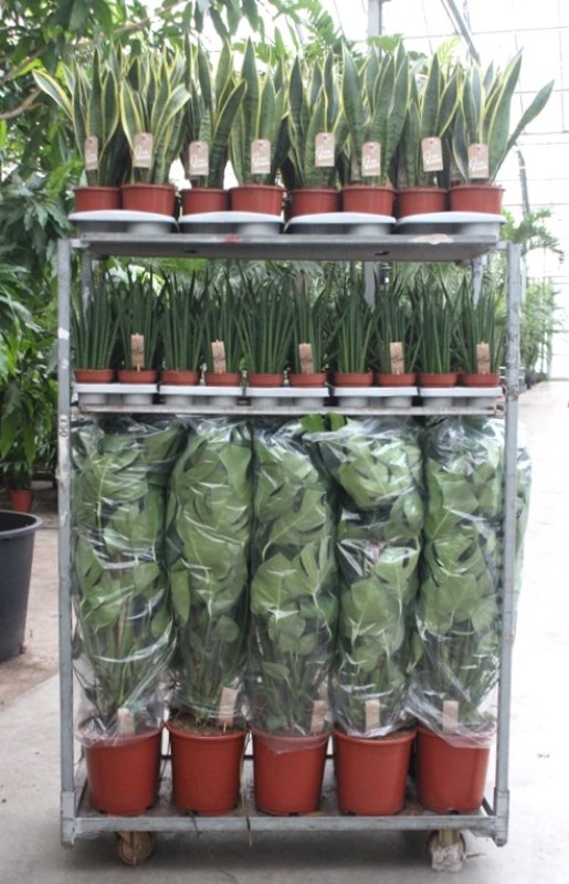 Mixkar Monstera mosstok en Sansevieria