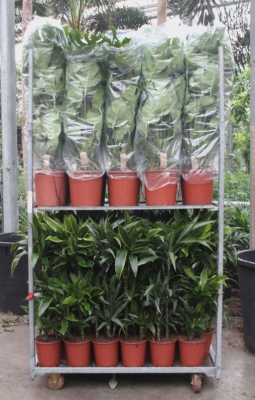 Mixkar Dracaena 60-30-15 en Monstera mosstok
