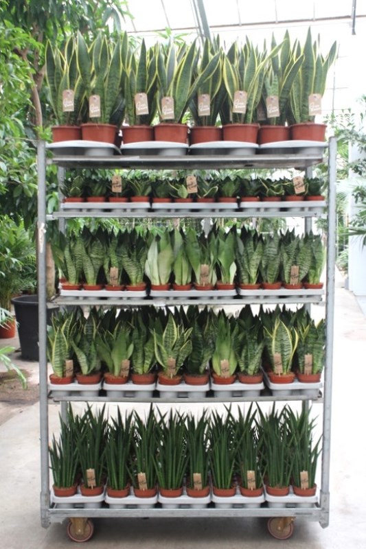 Sansevieria mixkar