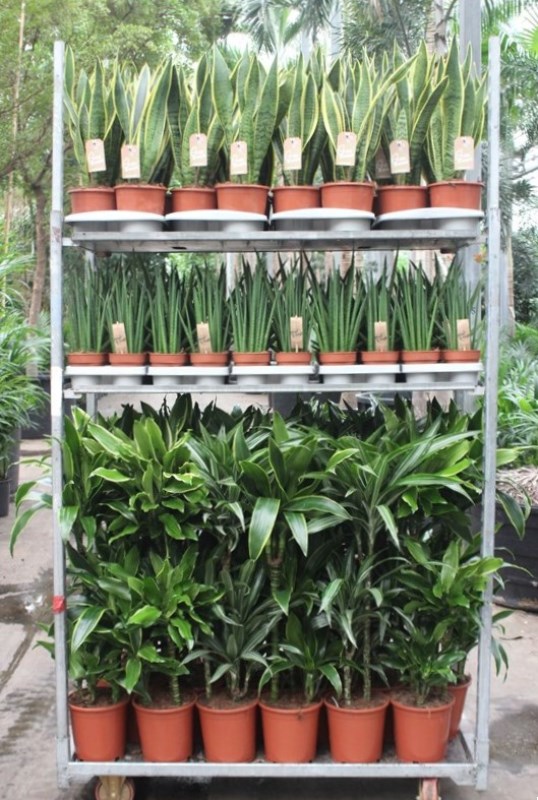 Mixkar Dracaena 60-30-15 en Sansevieria