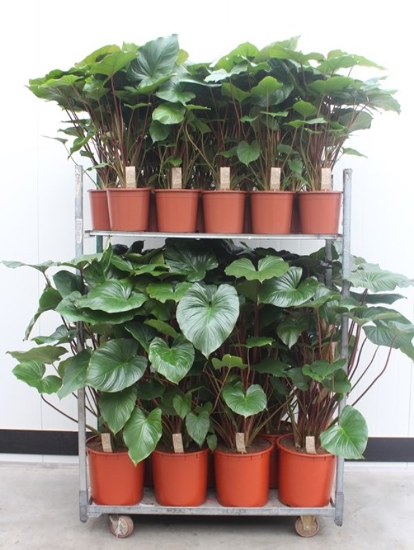 Mixkar Homalomena rubescens Maggy