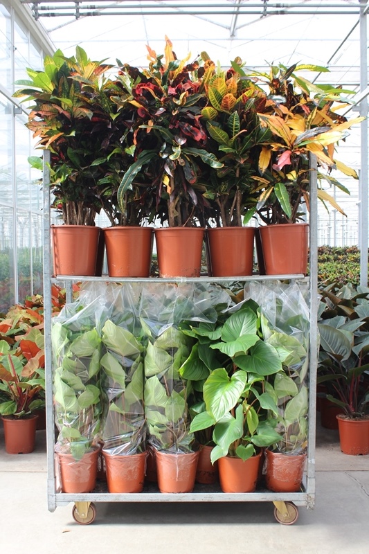 Mixkar Croton & Homalomena rubescens Maggy