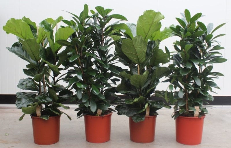 Mixkar Ficus 3 per pot