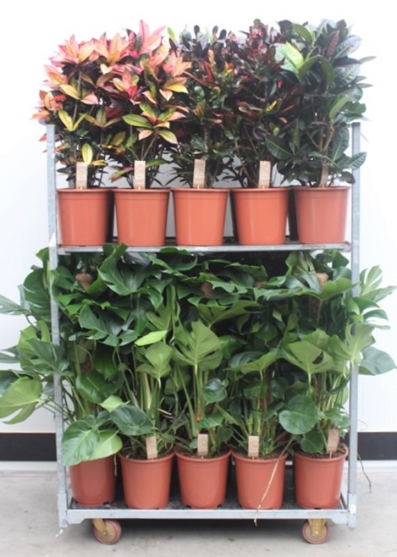 Mixkar Croton & Monstera