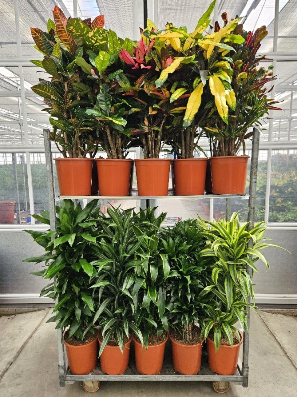 Mixkar Croton & Dracaena fragrans