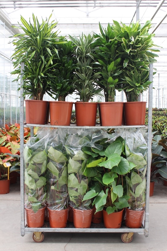 Mixkar Dracaena & Homalomena rubescens Maggy