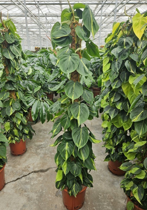 Philodendron scandens Brasil