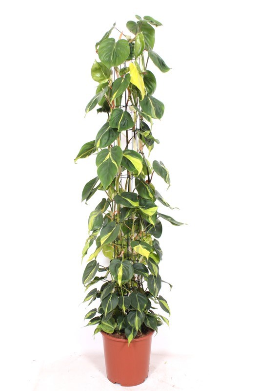 Philodendron scandens Brasil