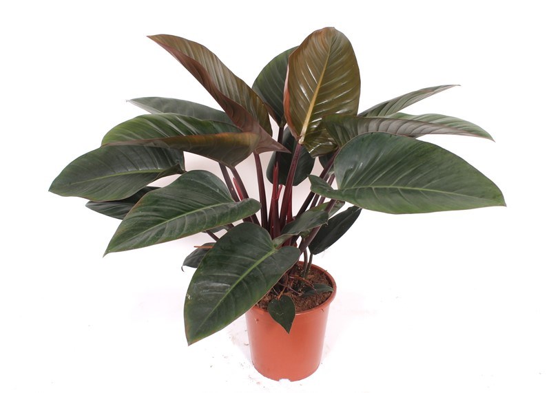Philodendron Congo Red
