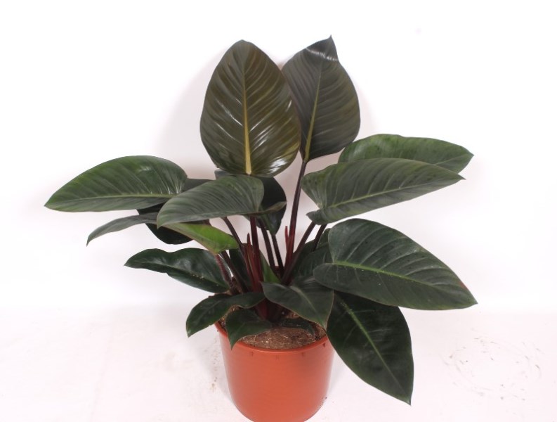 Philodendron Congo Red