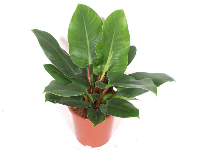 Philodendron Imperial Green