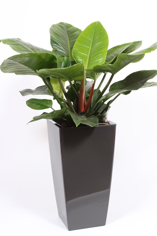 Philodendron Imperial Green