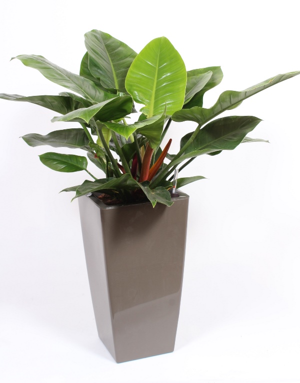 Philodendron Imperial Green
