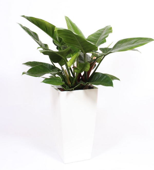 Philodendron Imperial Green